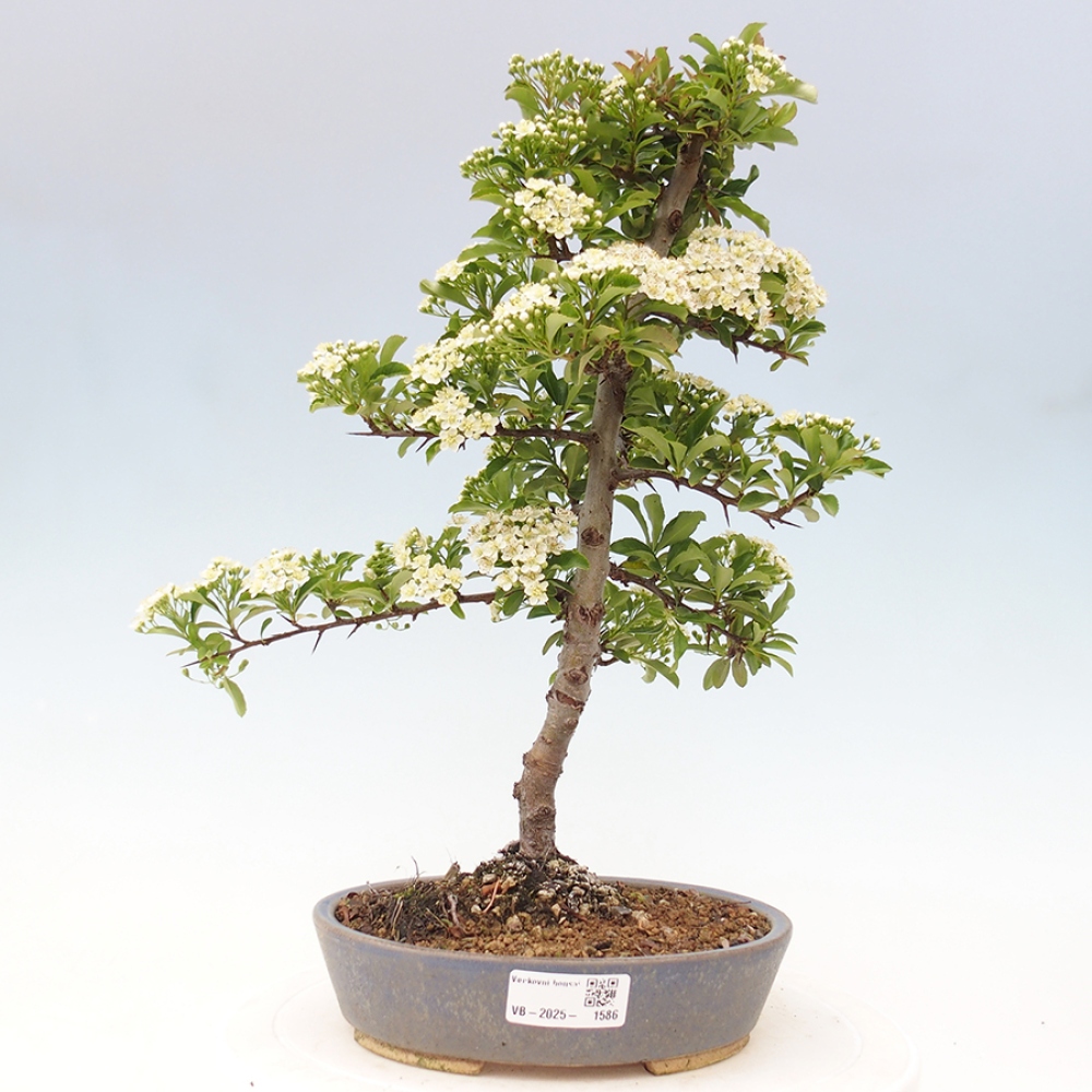 Venkovní bonsai-Pyracanta Teton -Hlohyně