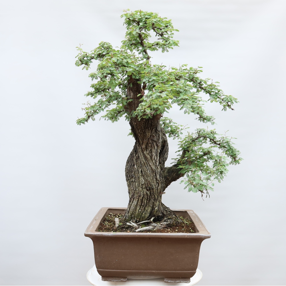 Pokojová bonsai - Akacia Arabica