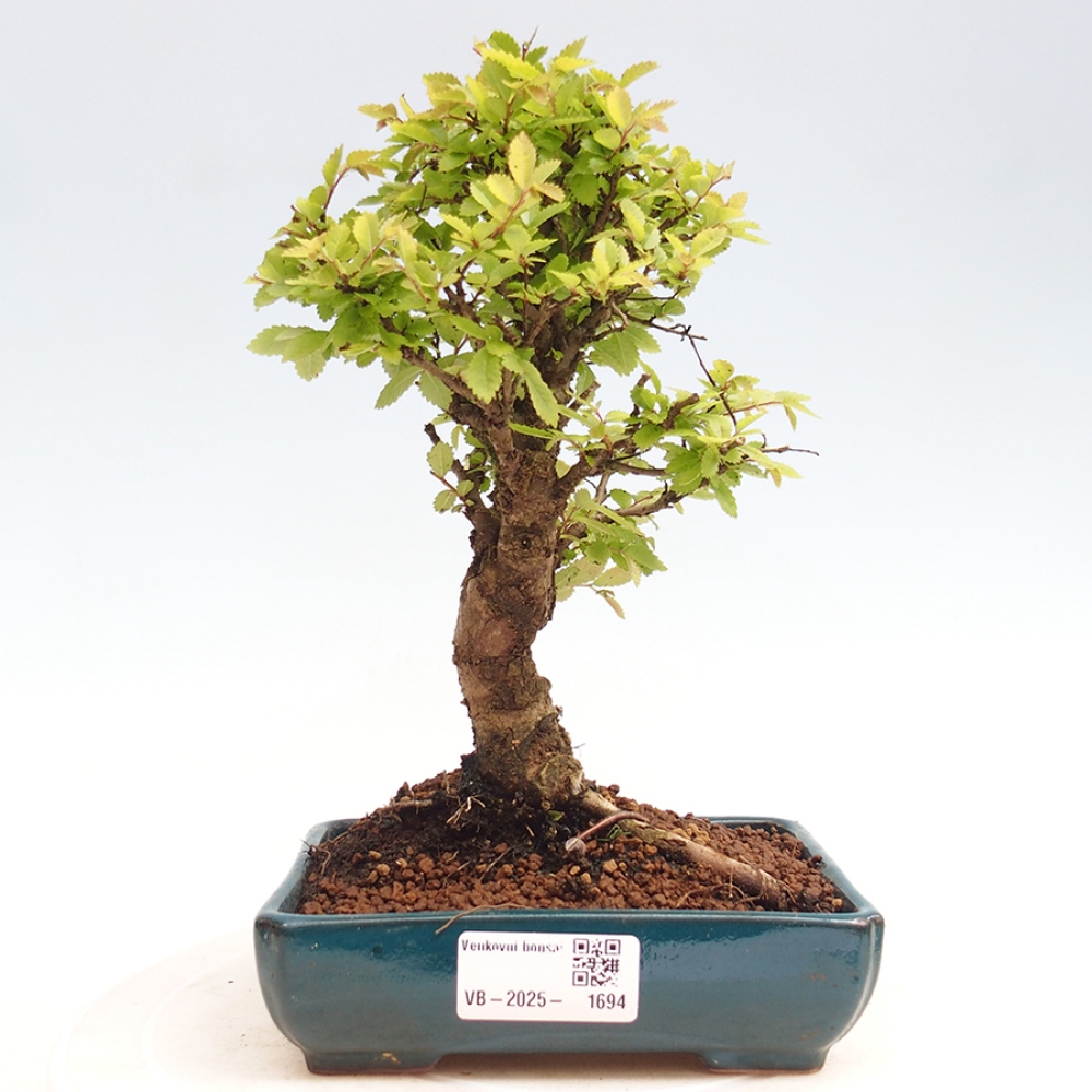 Venkovní bonsai - Zelkova - Zelkova NIRE