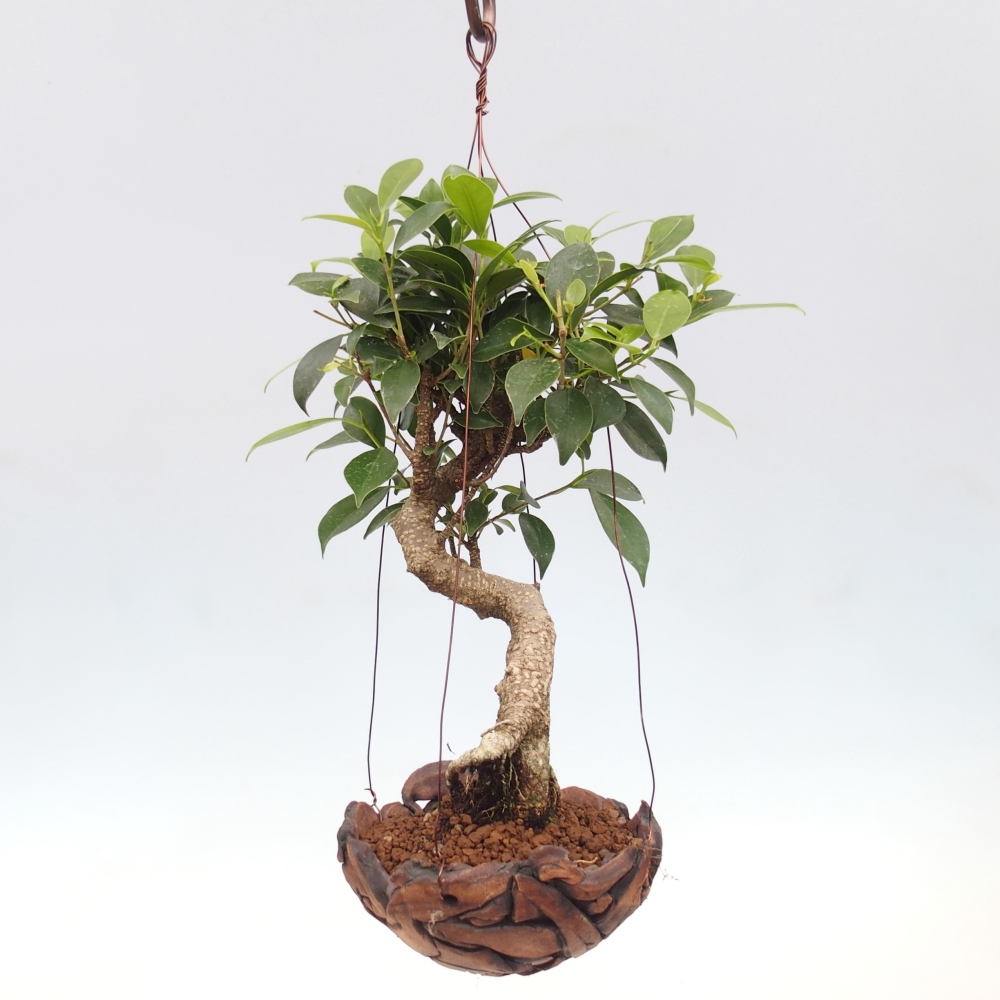 Kokedama v keramice - malolistý ficus - Ficus kimmen