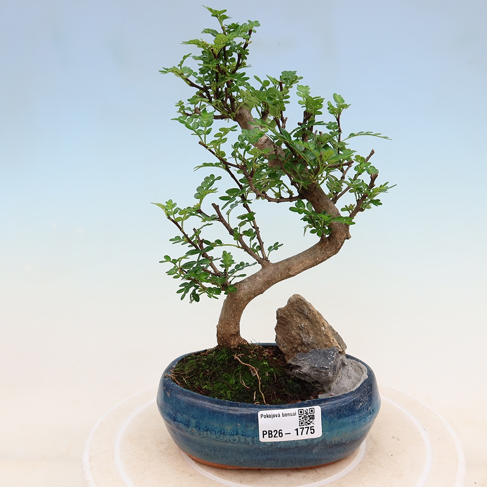 Pokojová bonsai - Zantoxylum piperitum - Pepřovník