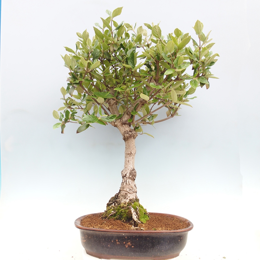 Venkovní bonsai-Kalina Bodnanská - Viburum carlesii hemsi