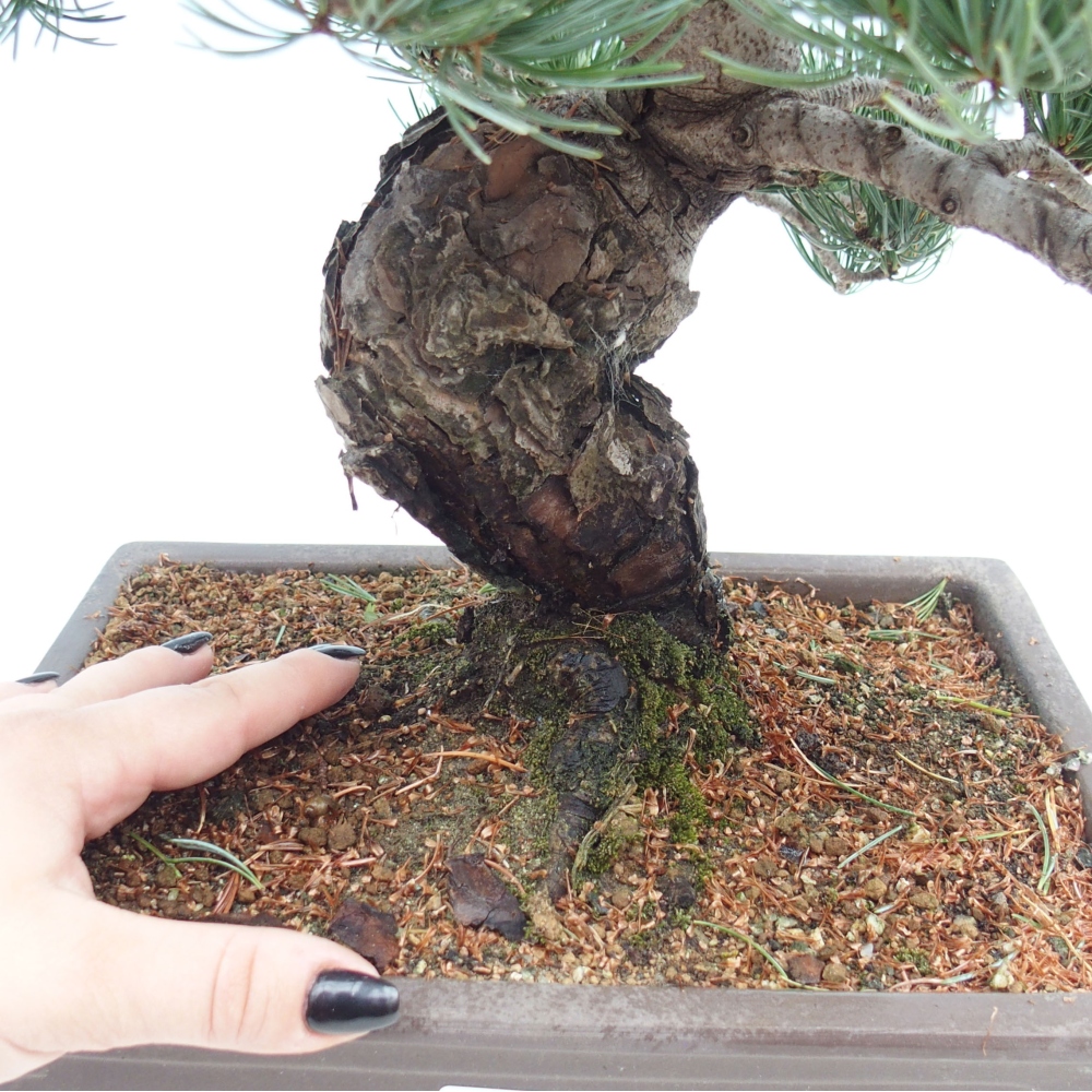 Venkovní bonsai - Pinus parviflora - Borovice drobnokvětá