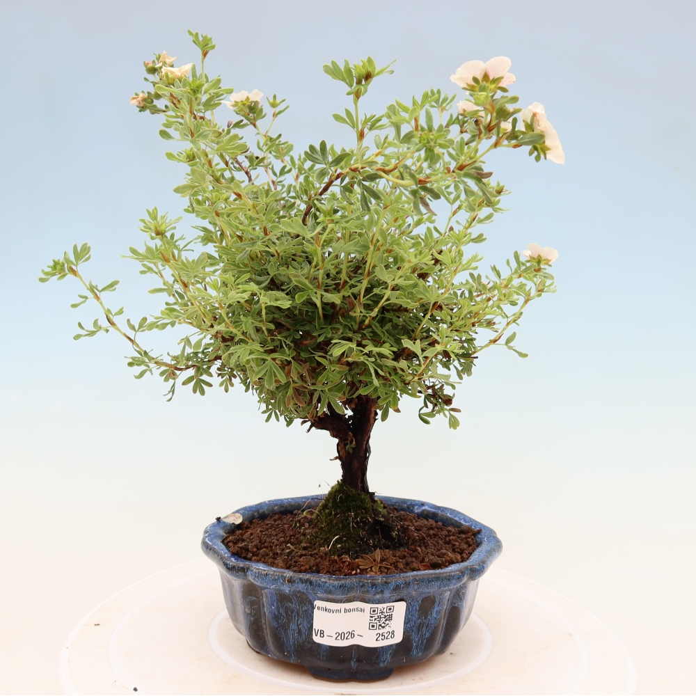 Venkovní bonsai-Mochna křovitá - potentila fruticosa 