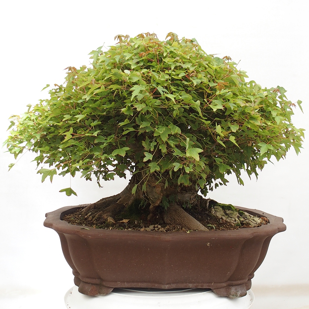 Venkovní bonsai - Acer Buergerianum - Javor Burgerův