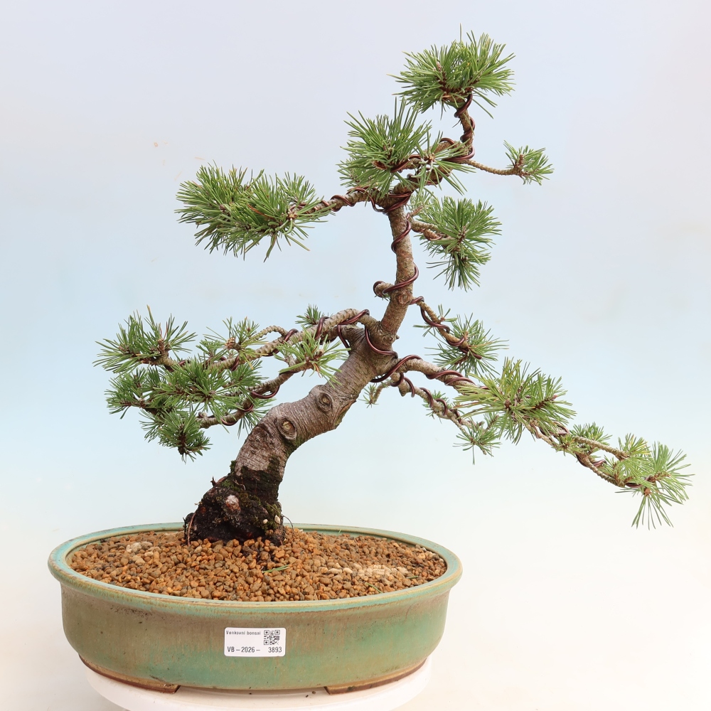 Venkovní bonsai - Pinus mugo Humpy  - Borovice kleč