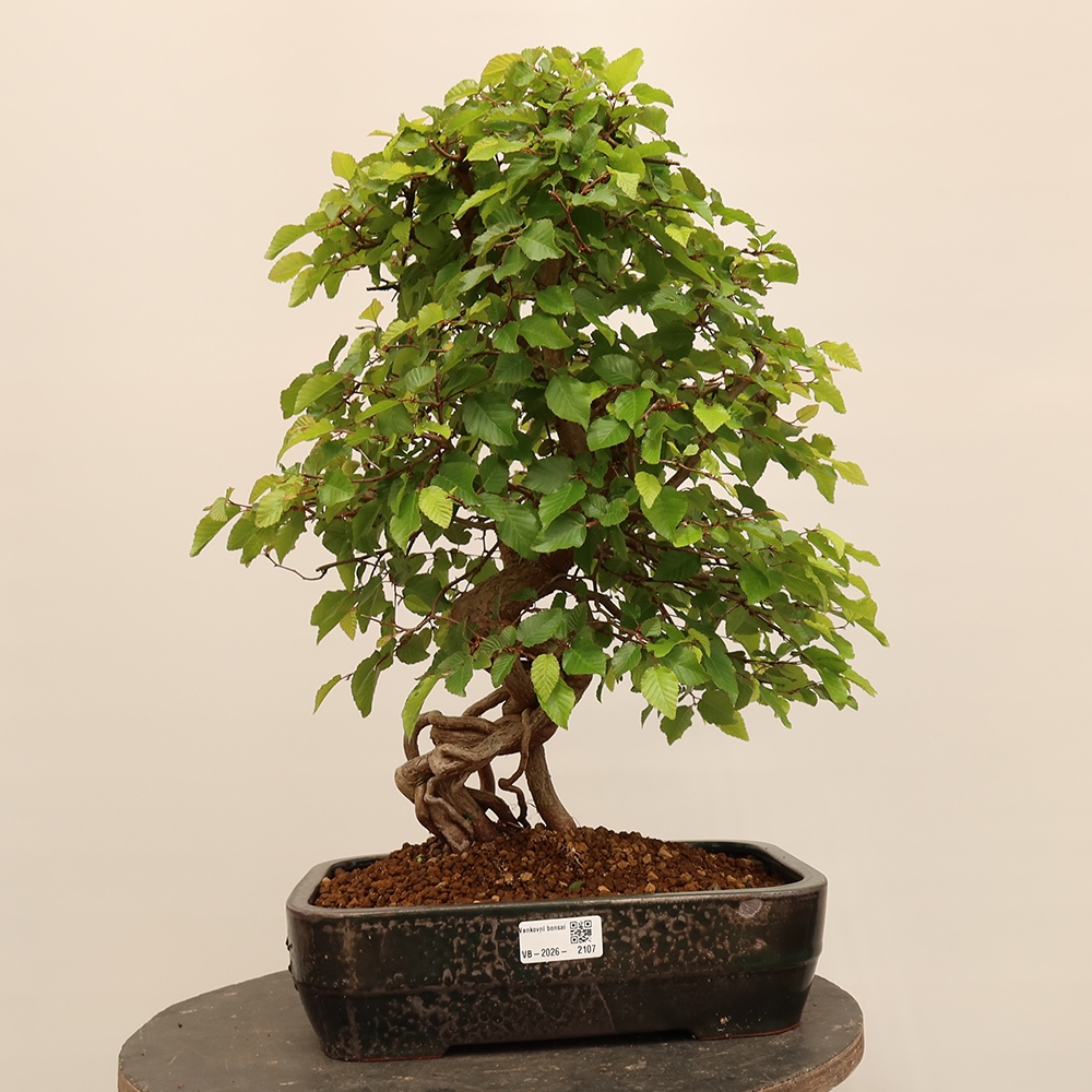 Venkovní bonsai -Carpinus Coreana - Habr korejský