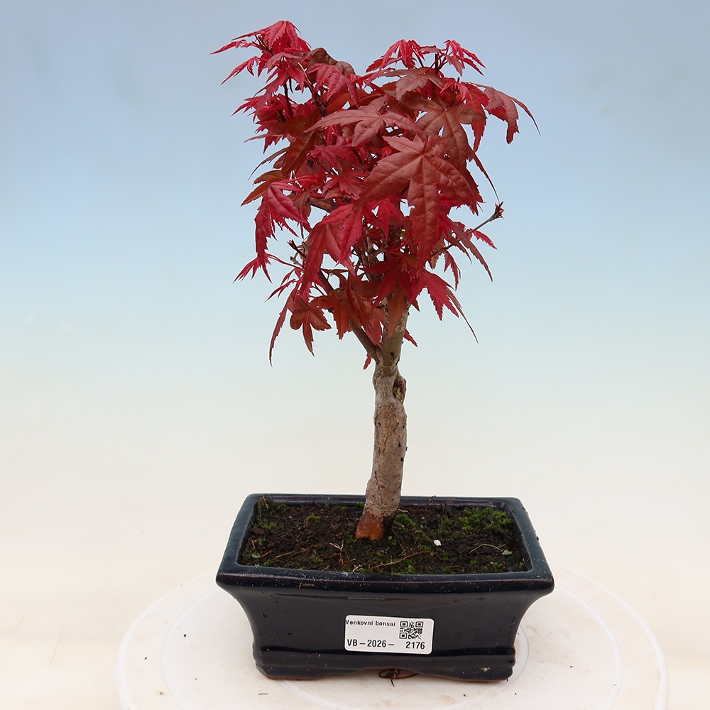 Venkovní bonsai - Javor dlanitolistý - Acer palmatum DESHOJO