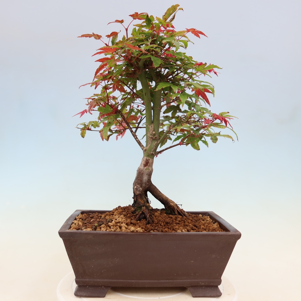 Javor dlanitolistý - Acer palmatum Beni Tsukasa