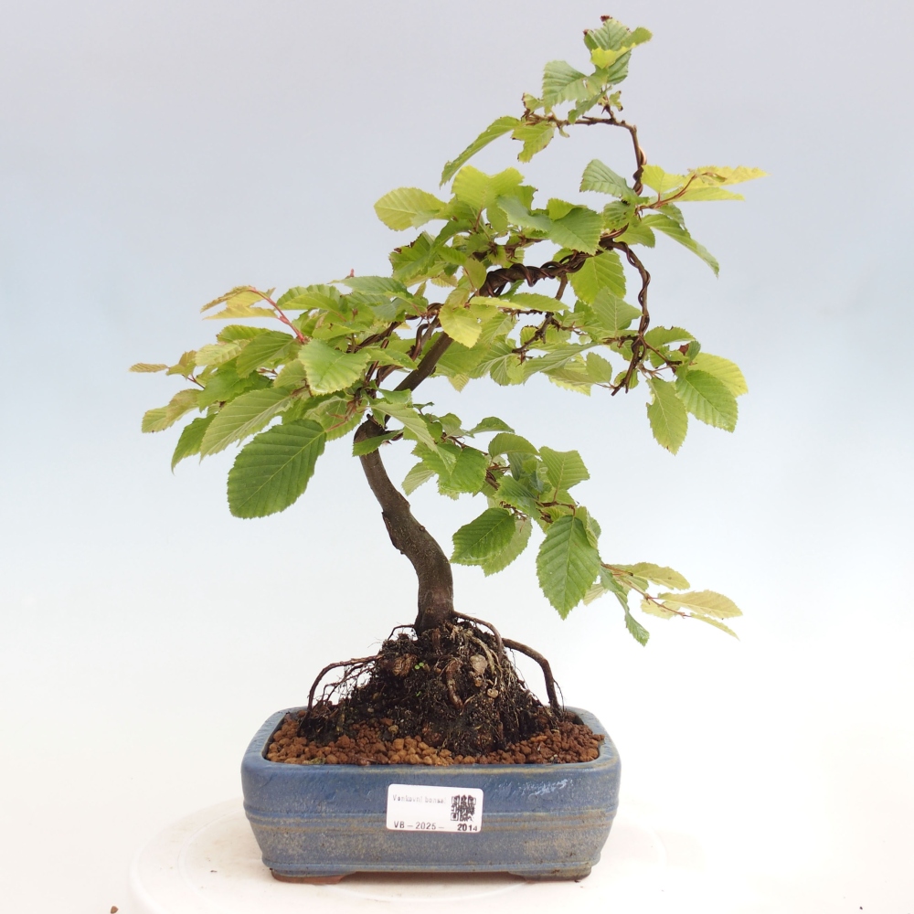 Venkovní bonsai - Habr obecný - Carpinus betulus
