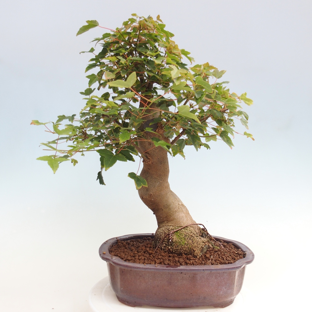 Venkovní bonsai - Acer Buergerianum - Javor Burgerův