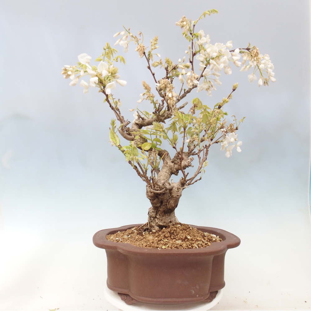Venkovní bonsai - Vistarie  - Wisteria 