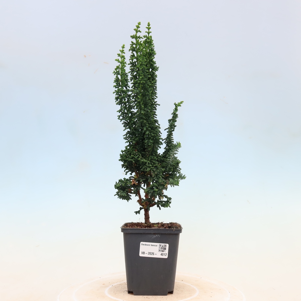 Venkovní bonsai - Cham. obtusa SEKKA HINOKI - Cypřišek