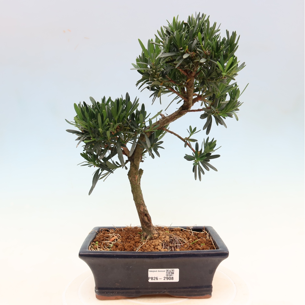 Pokojová bonsai - Podocarpus - Kamenný tis