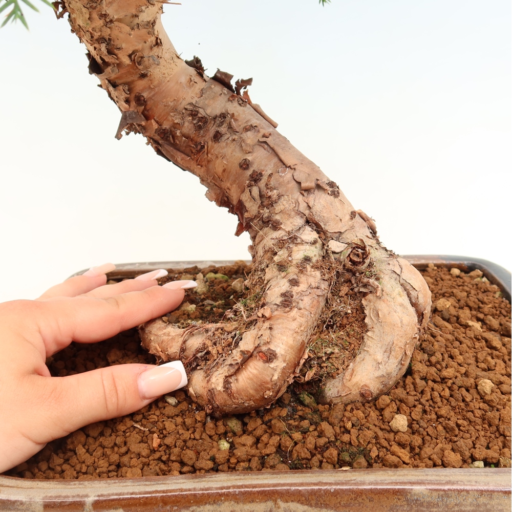 Pokojová bonsai - Araukarie - pokojový smrček