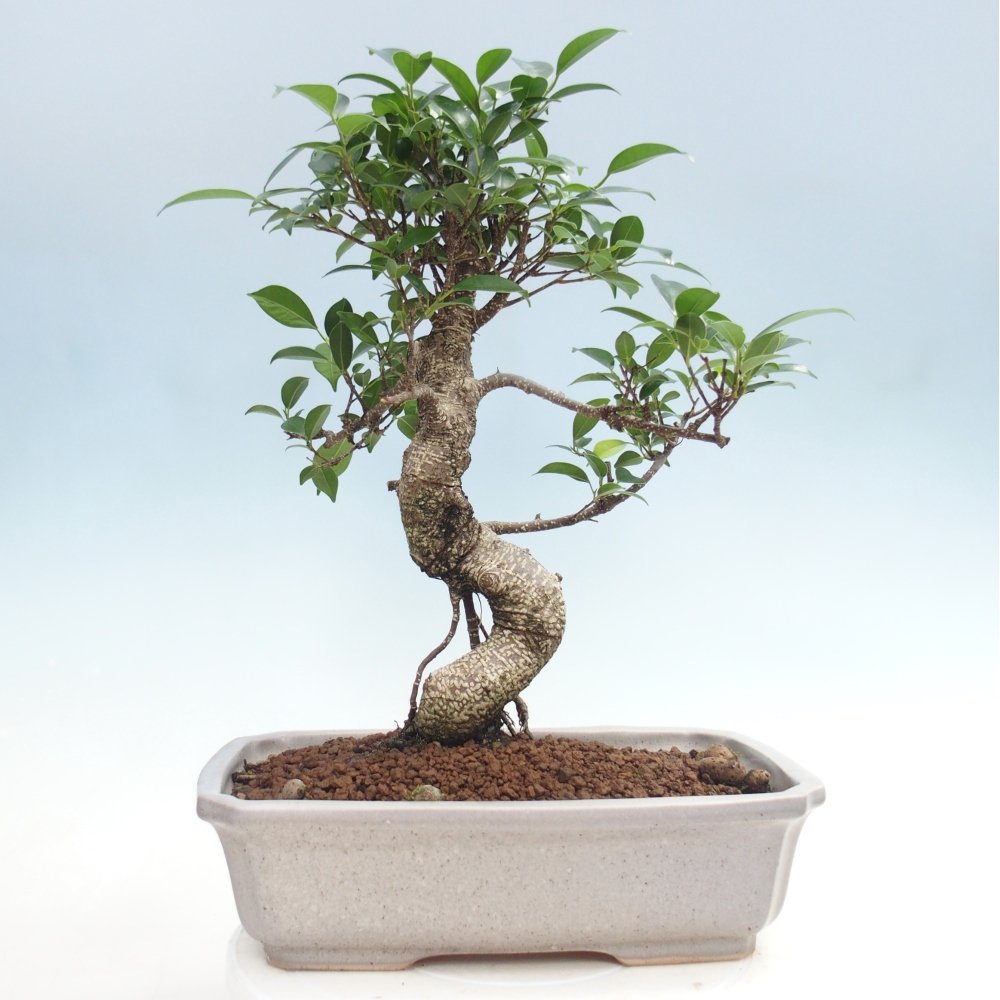 Pokojová bonsai - Ficus kimmen -  malolistý fíkus