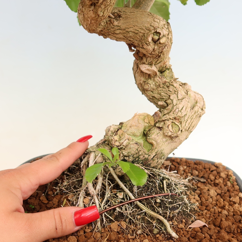 Pokojová bonsai - Duranta erecta Aurea