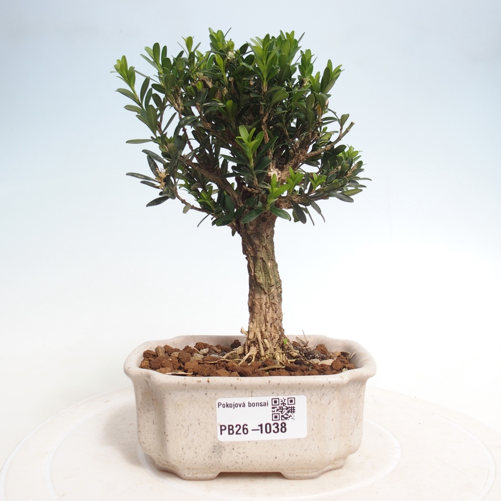 Pokojová bonsai - Buxus harlandii -korkový buxus