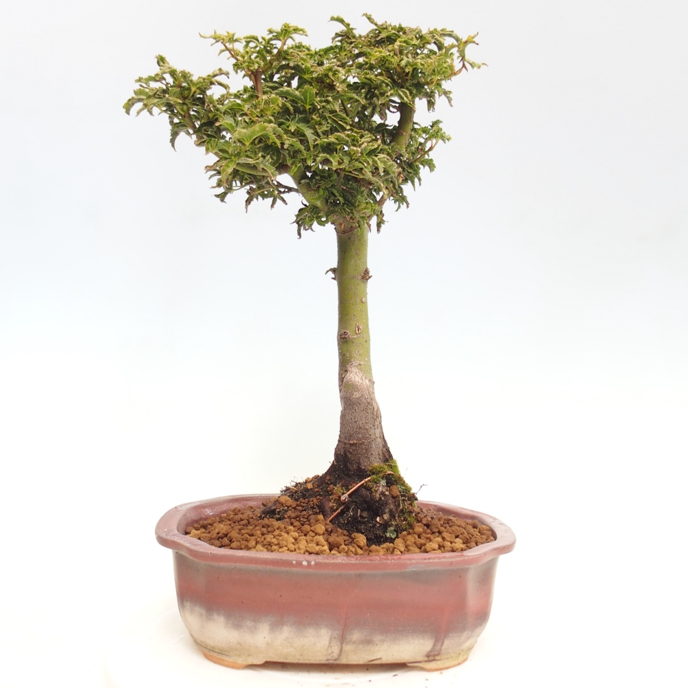 Venkovní bonsai -Javor dlanitolistý Acer palmatum Shishigashira