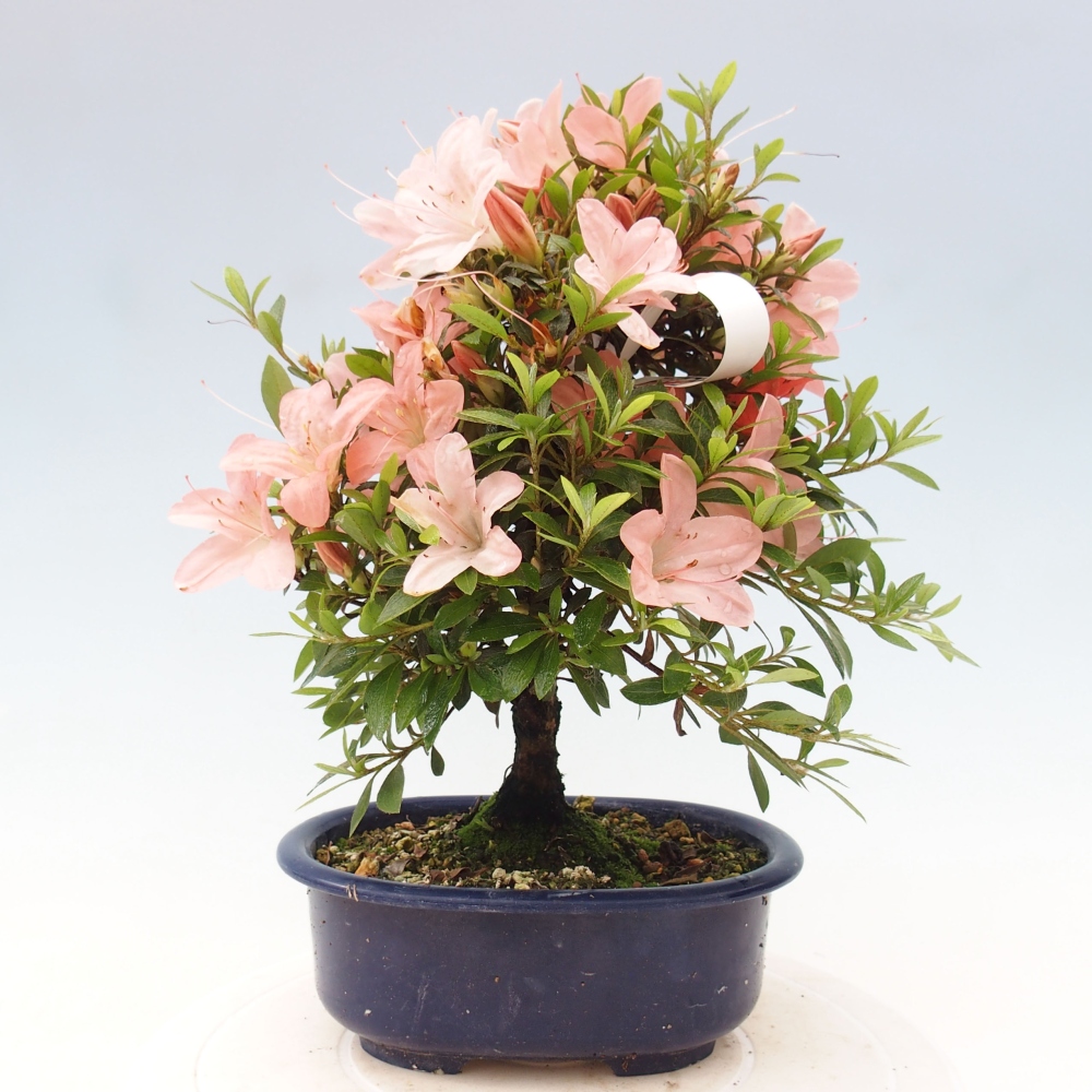 Venkovní bonsai - Japonská azalka - Azalea Nikko