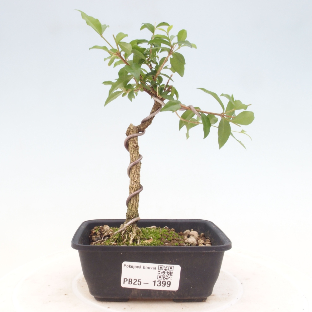 Pokojová bonsai - Malpighia coccigera- Barbdorská třešeň