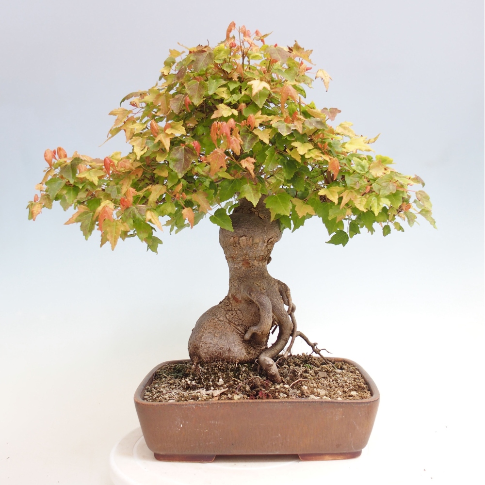 Venkovní bonsai - Acer Buergerianum - Javor Burgerův