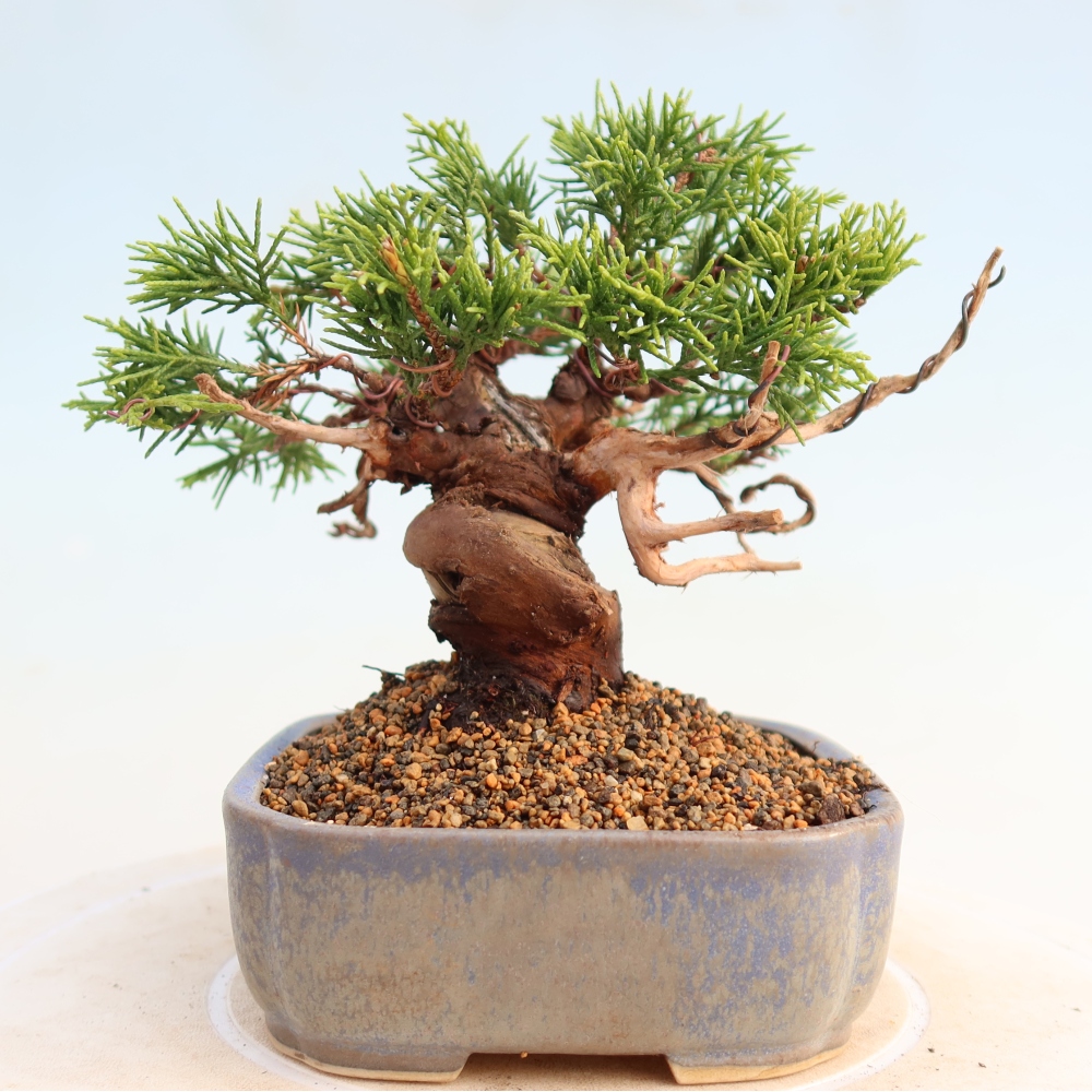 Venkovní bonsai - Juniperus chinensis Itoigawa -Jalovec čínský