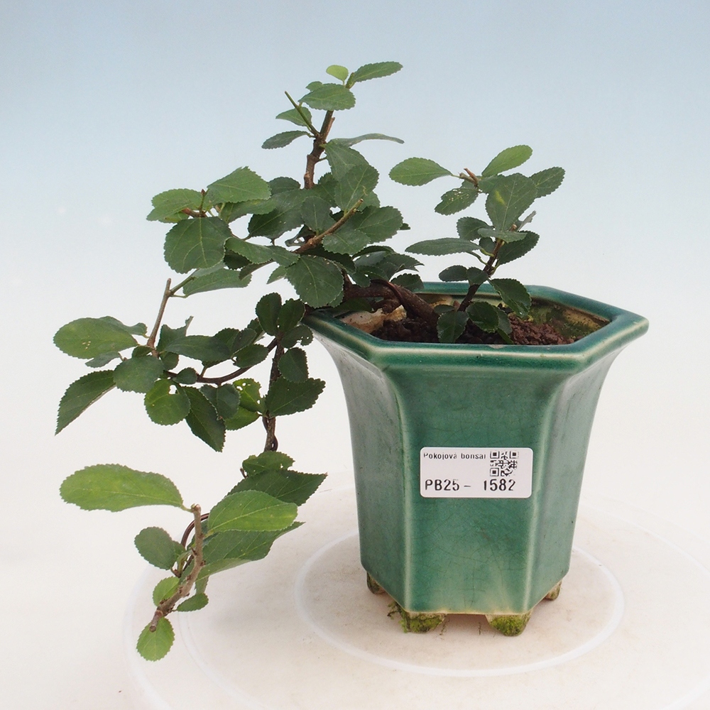 Pokojová bonsai - Grewia occidentalis - Hvězdice levandulová