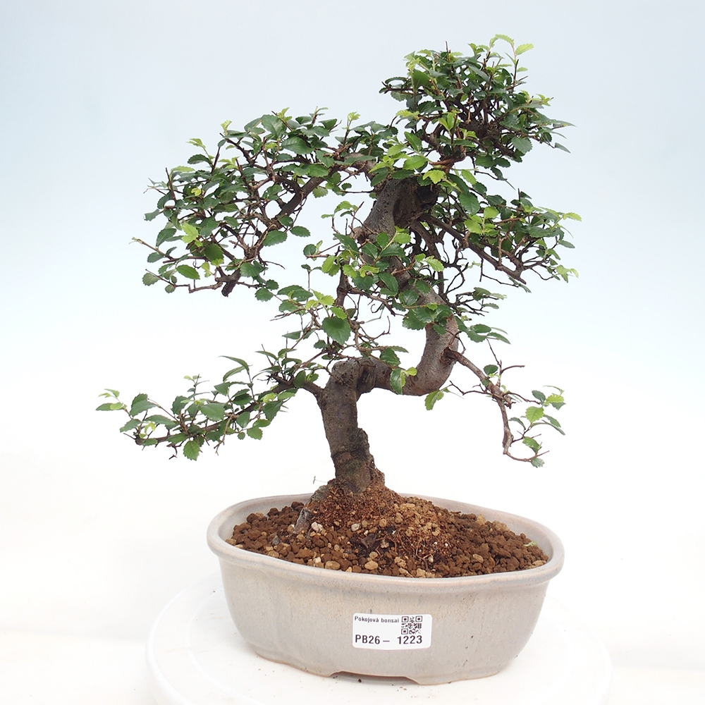 Pokojová bonsai - Ulmus parvifolia - Malolistý jilm