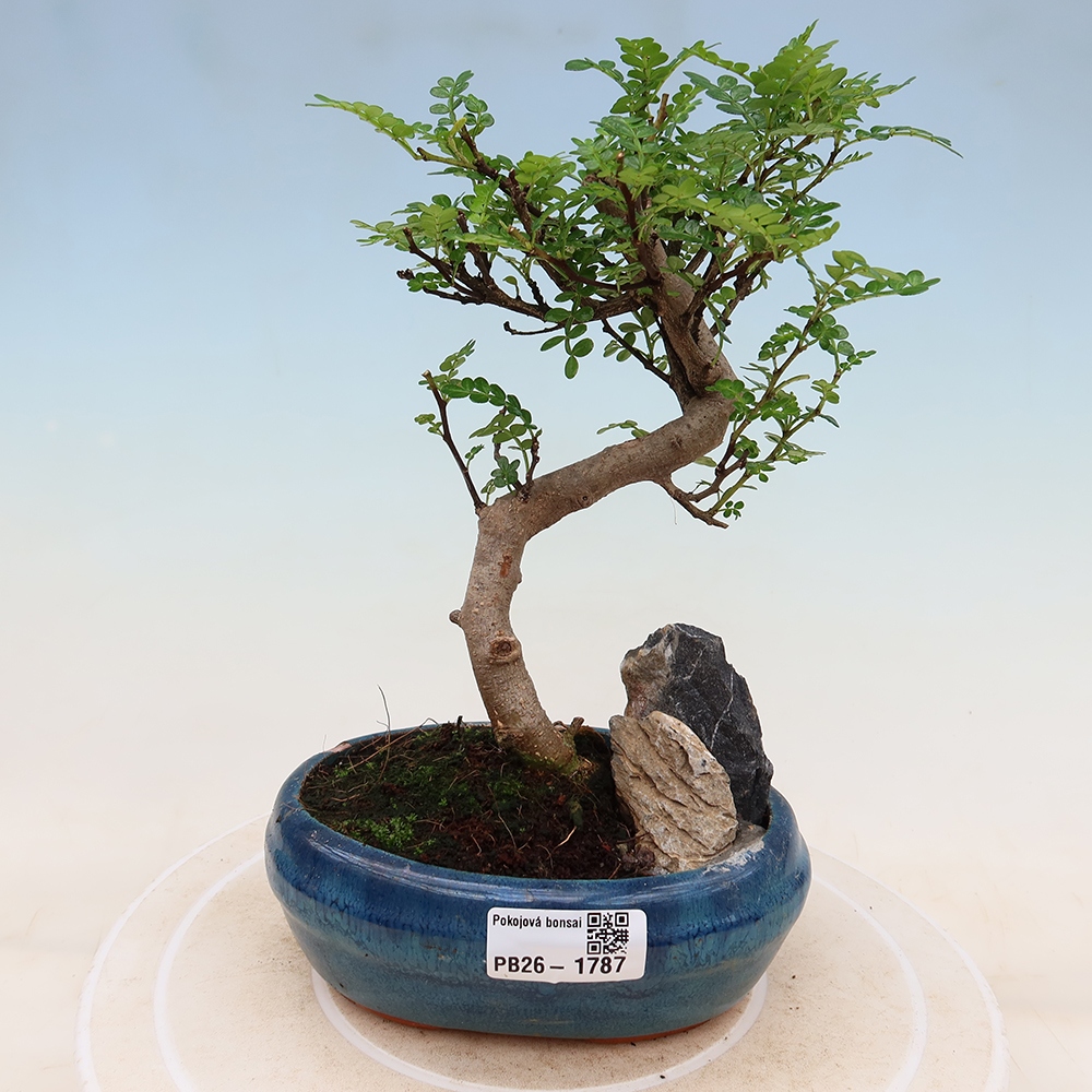 Pokojová bonsai - Zantoxylum piperitum - Pepřovník