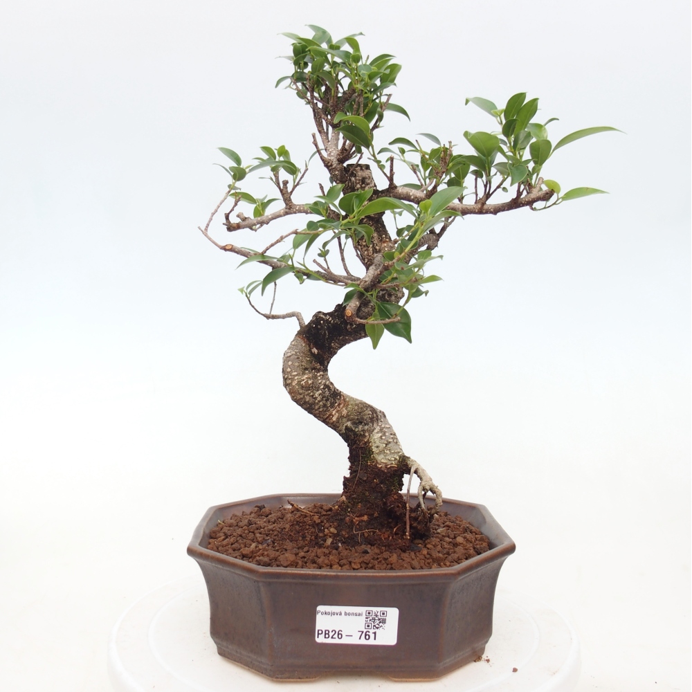 Pokojová bonsai - Ficus retusa -  malolistý fíkus