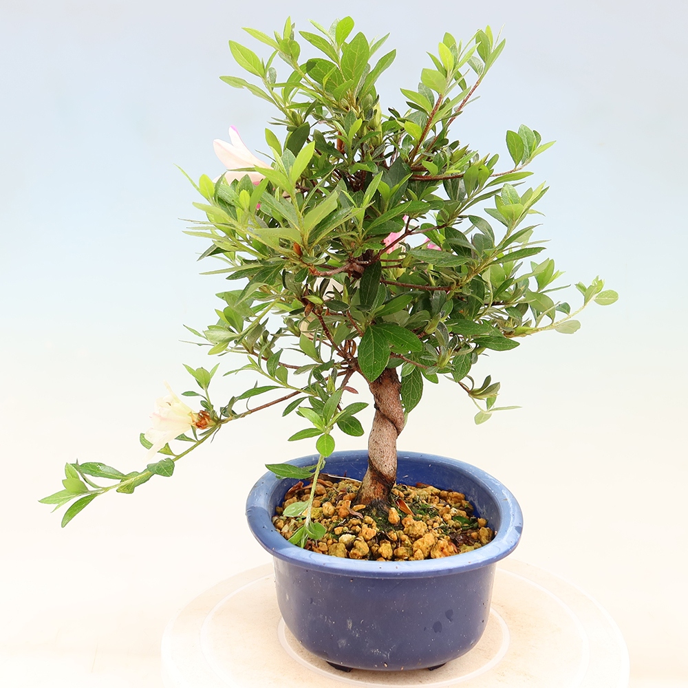 Venkovní bonsai - Japonská azalka - Azalea Ruka