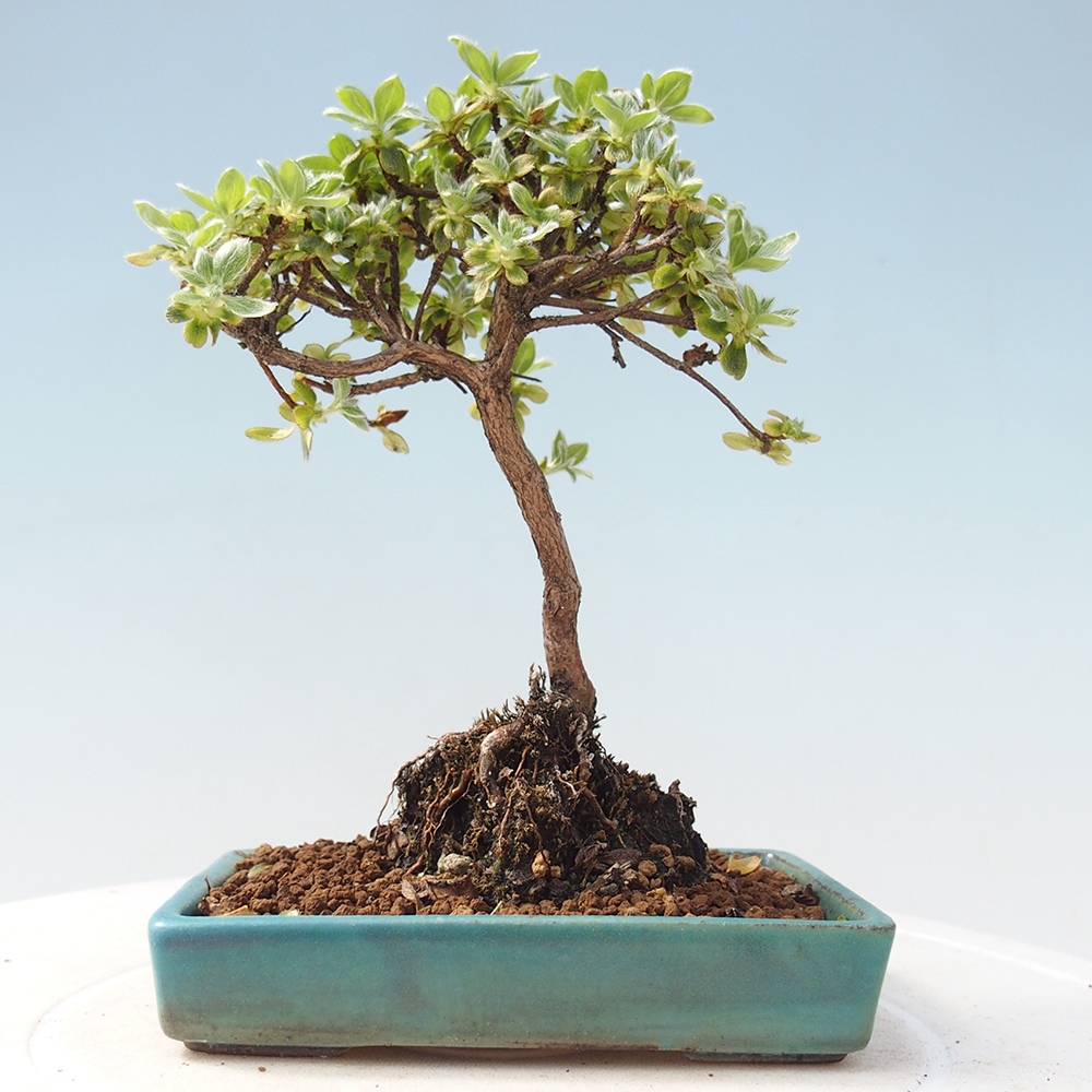 Venkovní bonsai - Rhododendron indicum - Japonská azalka