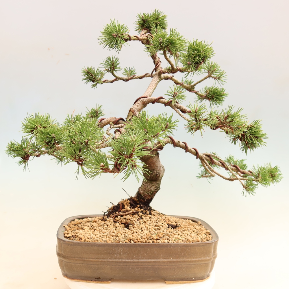 Venkovní bonsai - Pinus mugo Humpy  - Borovice kleč