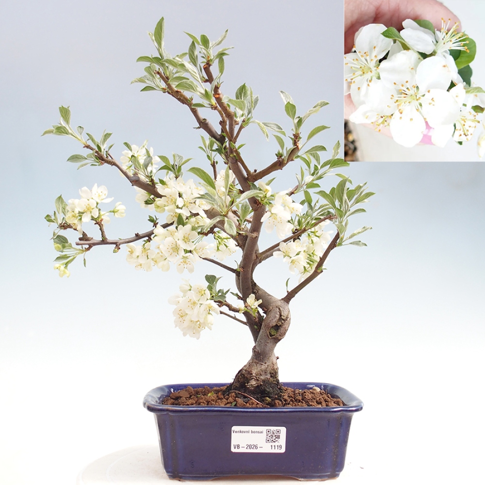 Venkovní bonsai - Malus sargentii -  Maloplodá jabloň
