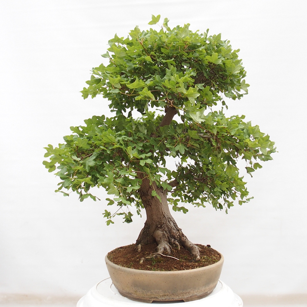 Venkovní bonsai - Javor Francouzský - Acer Nonspessulanum