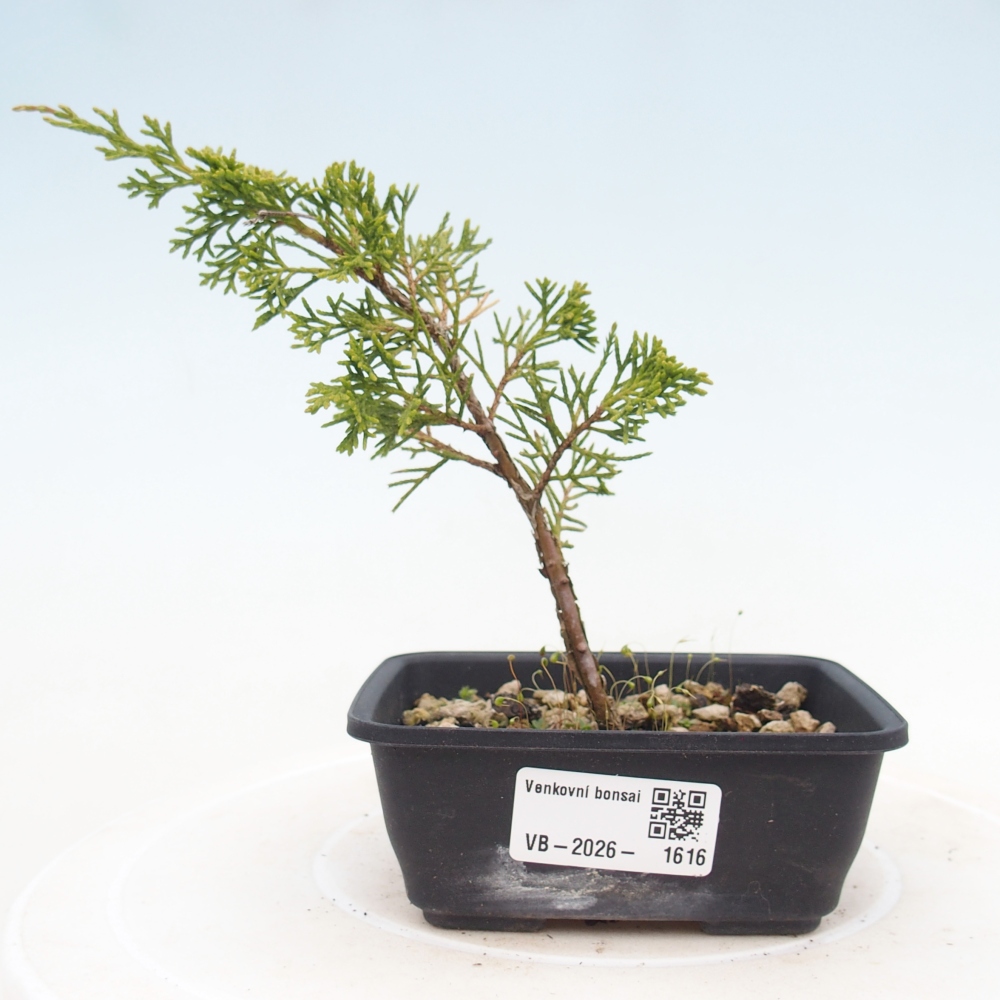 Venkovní bonsai - Juniperus chinensis Itoigawa -Jalovec čínský