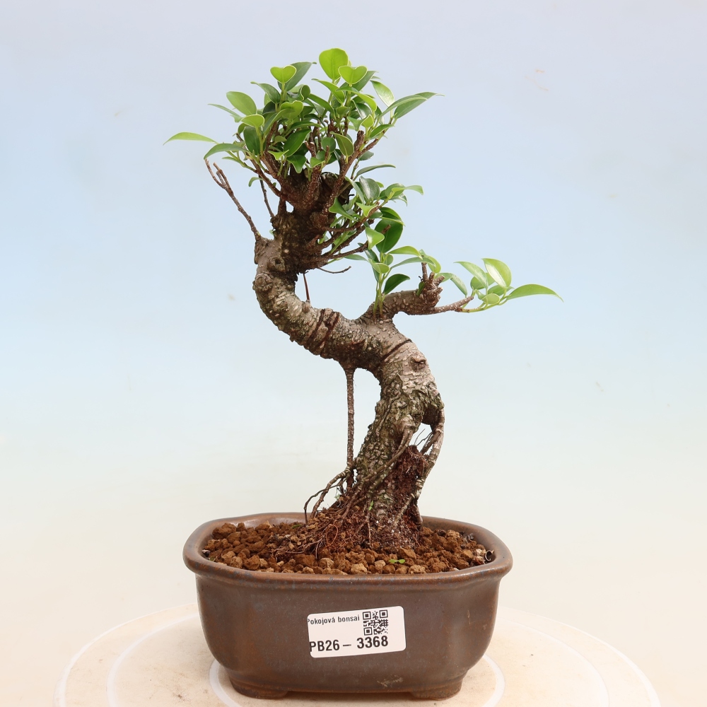 Pokojová bonsai - Ficus kimmen -  malolistý fíkus
