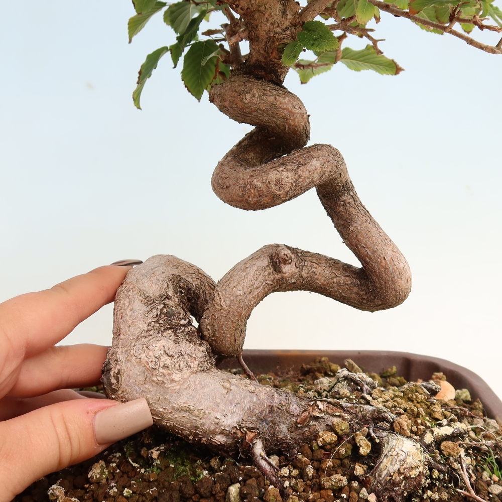 Venkovní bonsai -Carpinus CARPINOIDES - Habr korejský