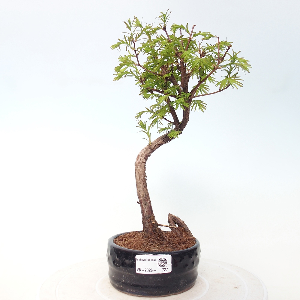 Venkovní bonsai - Metasequoia glyptostroboides - Metasekvoje čínská