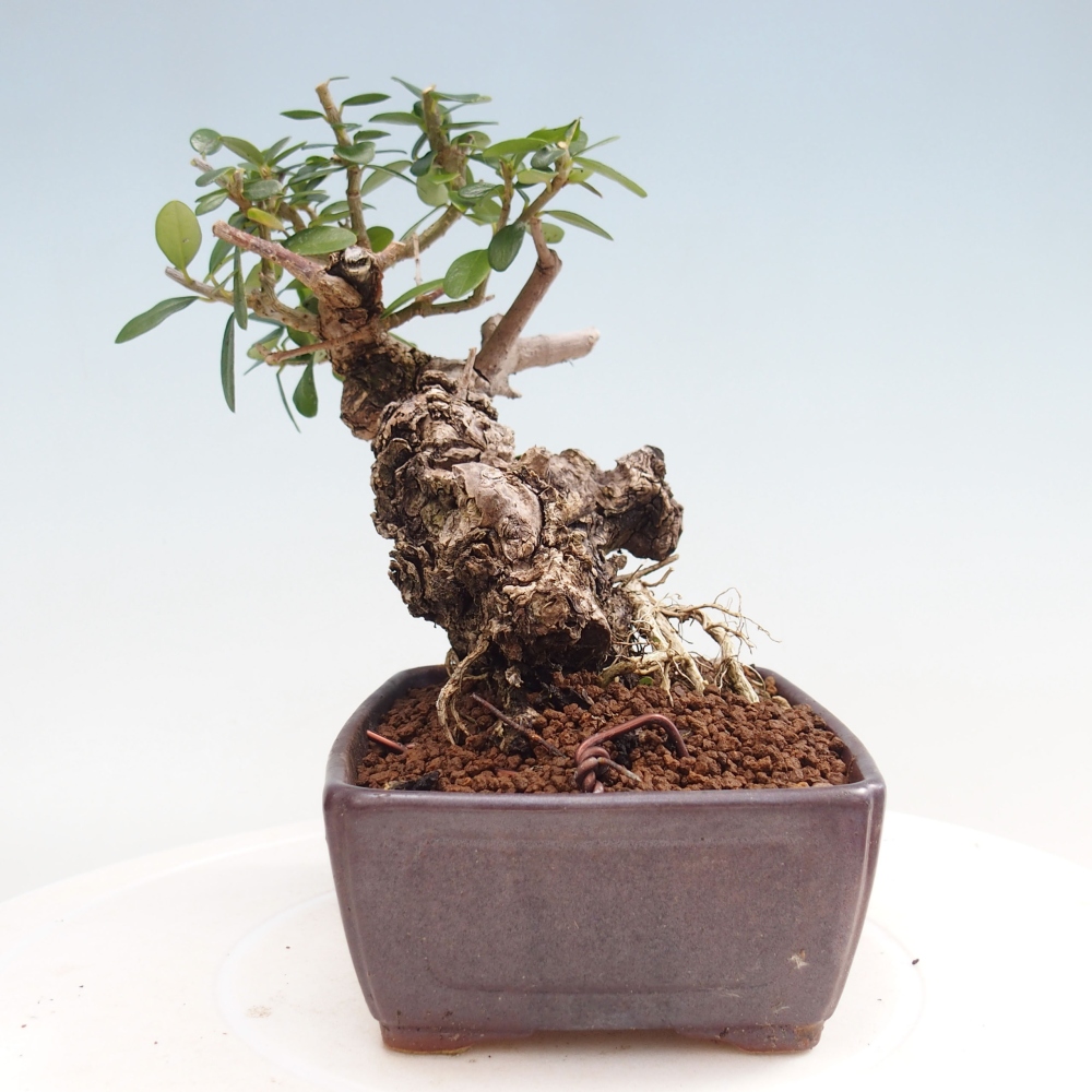 Pokojová bonsai - Olea europaea sylvestris -Oliva evropská drobnolistá
