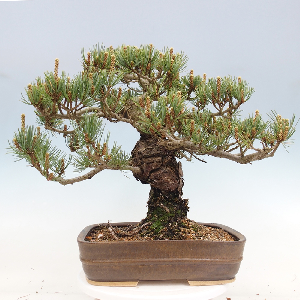 Venkovní bonsai - Pinus parviflora - Borovice drobnokvětá