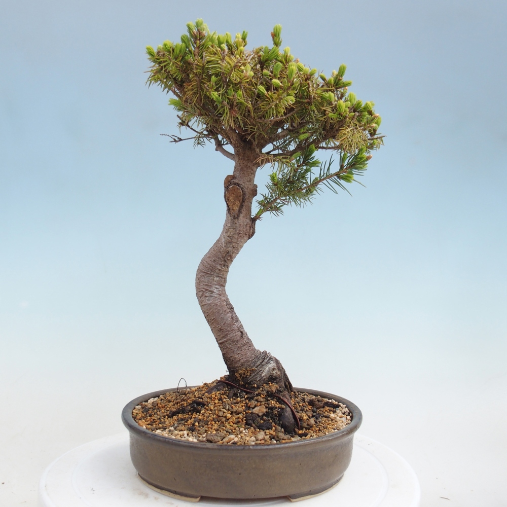 Venkovní bonsai- Smrk kulovitý - Picea glauca globe