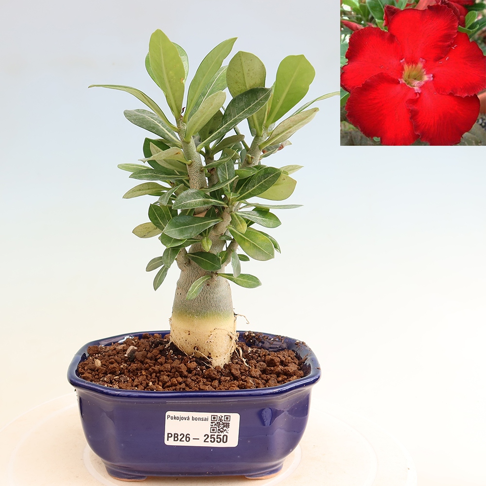 Pokojová bonsai - Adenium obesum Red Star - Pouštní růže