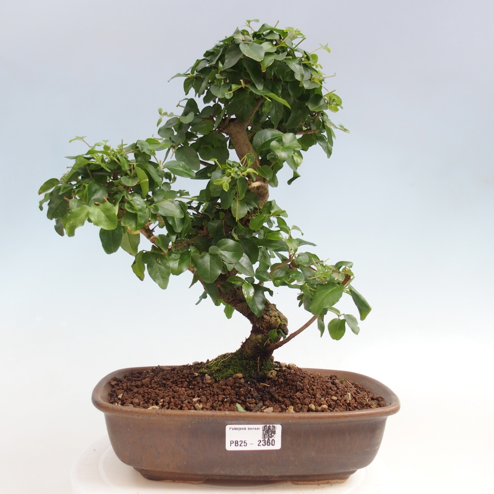 Pokojová bonsai -Ligustrum chinensis - Ptačí zob
