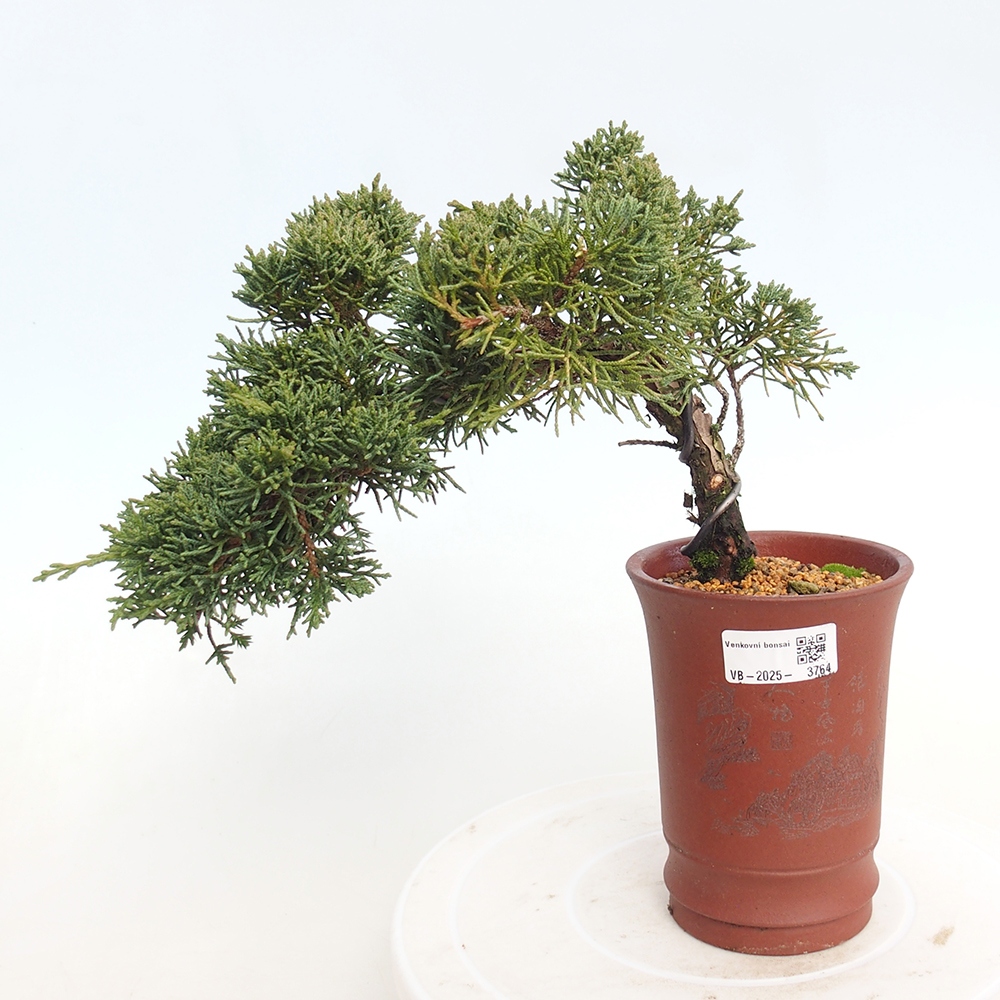 Venkovní bonsai - Juniperus chinensis Kishu -Jalovec čínský