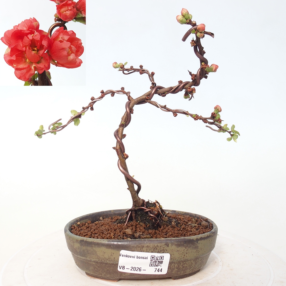 Venkovní bonsai - Chaneomeles s. Red Joy - Kdoulovec 