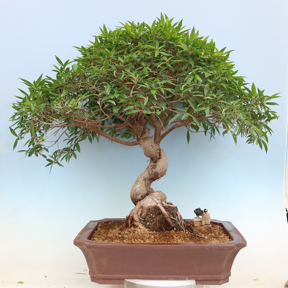 Pokojová bonsai - Ficus nerifolia -  malolistý fíkus