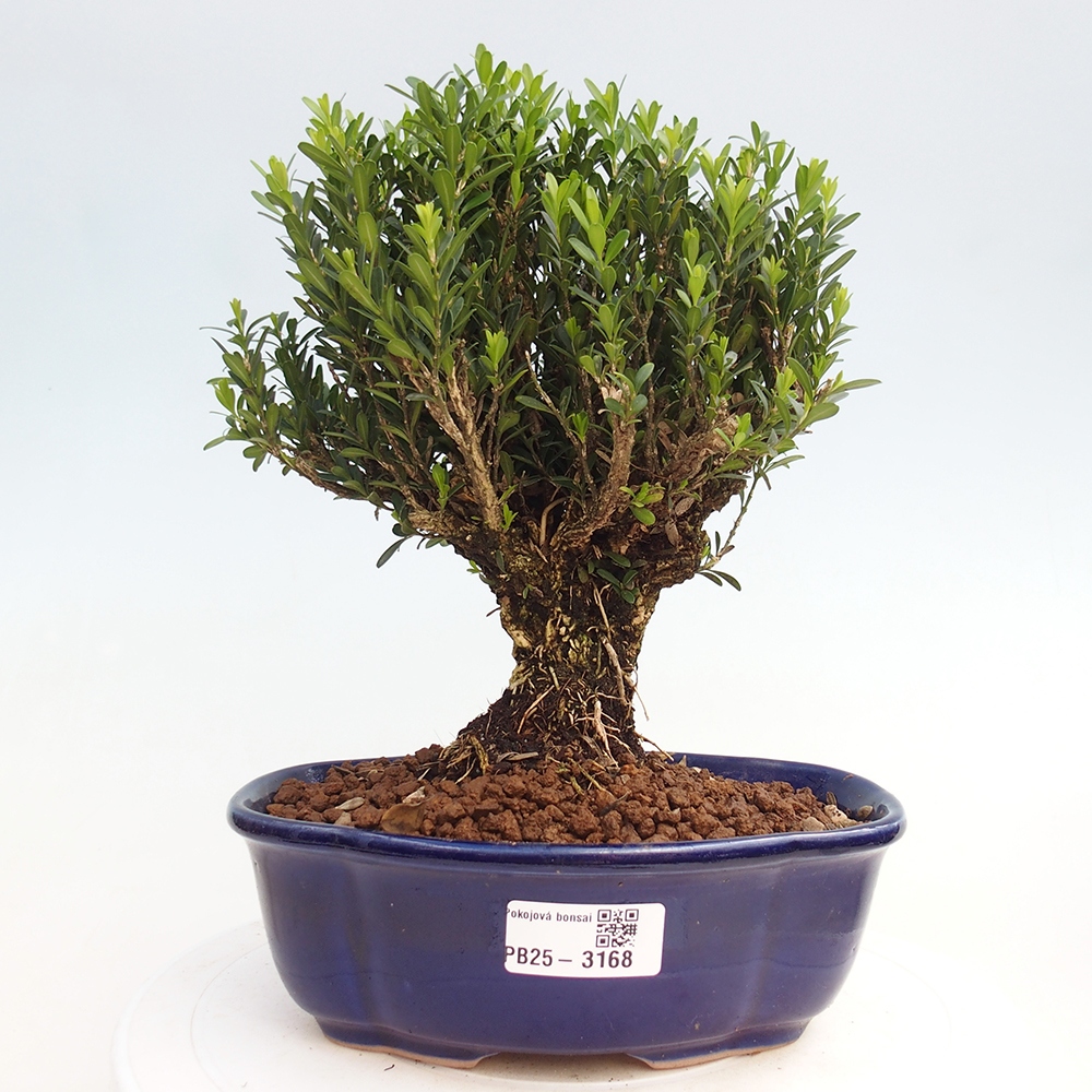 Pokojová bonsai - Buxus harlandii - korkový buxus