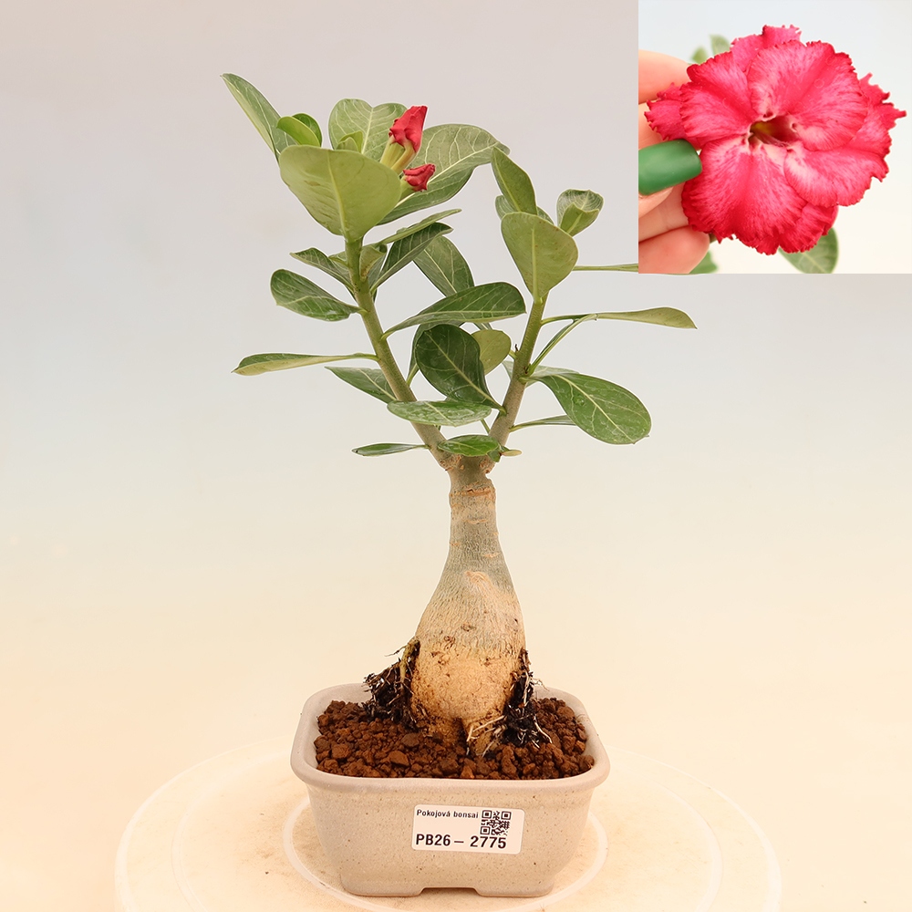 Pokojová bonsai - Adenium obesum roubovaná V.F.S.326  - Pouštní růže